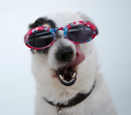 Holistic Pet Wellness: Natural Ways to Keep Your Dog Happy and Healthy