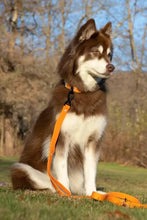 Load image into Gallery viewer, Crimson Glow Waterproof Dog Collar
