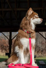 Load image into Gallery viewer, Red Mountain Syrah Waterproof Dog Leash
