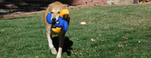 Load image into Gallery viewer, Lucky Dog Star Toy

